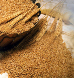 РФ собрала практически 45 млн тонн зерна – Минсельхоз