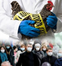 В КНР мужчина заразился птичьим гриппом